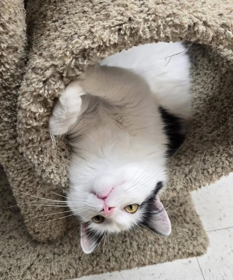 Loki