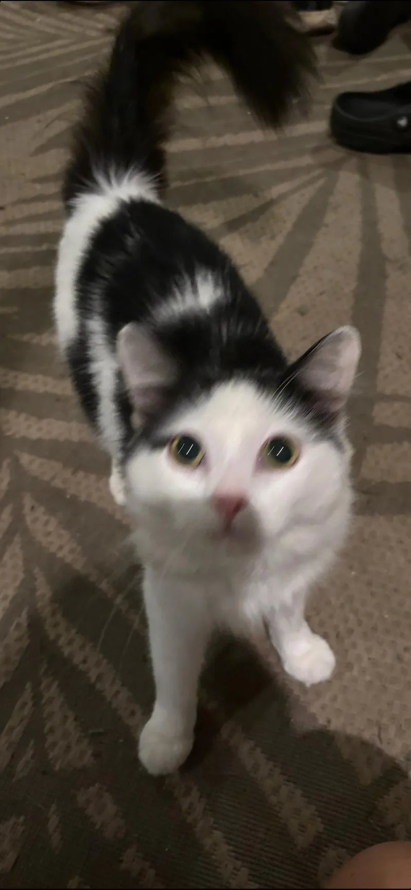Loki thumbnail 3