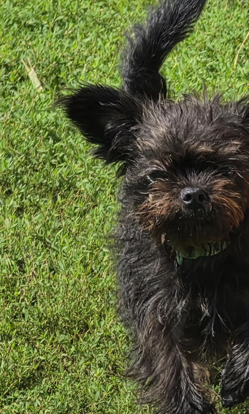 A young small-sized female Yorkshire Terrier dog named Cochetta for adoption in Terre Haute, IN