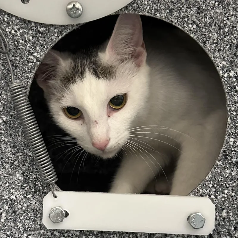 An adult medium-sized female White Domestic Short Hair cat named Rumie for adoption in League City, TX
