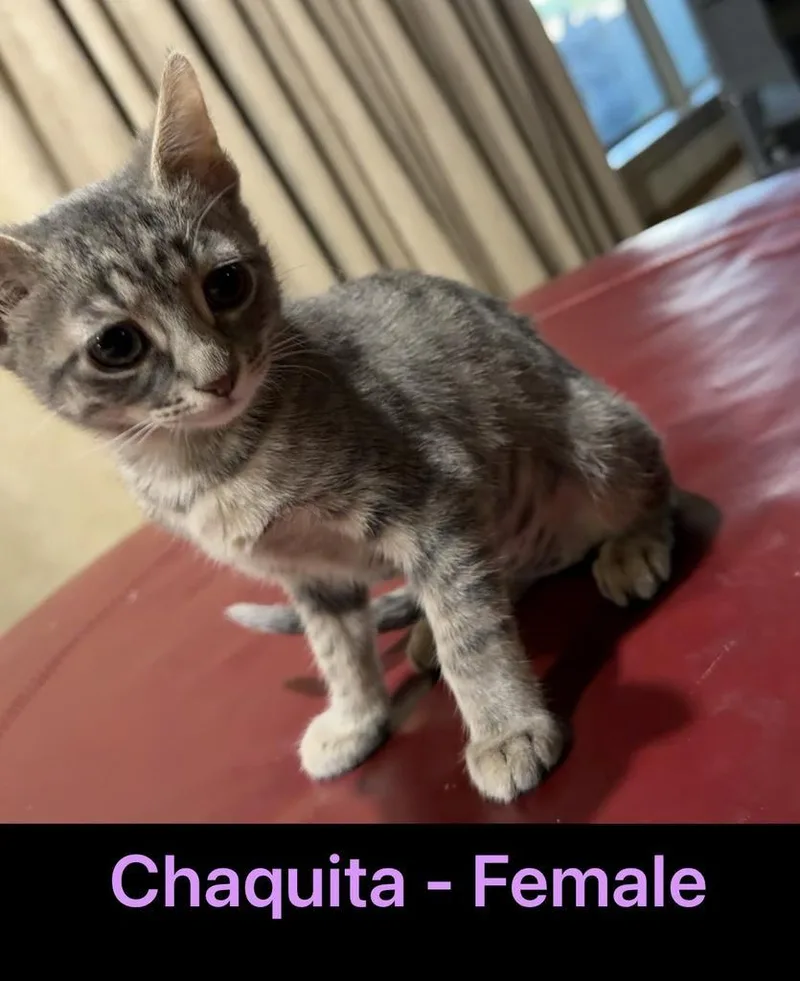 Chaquita