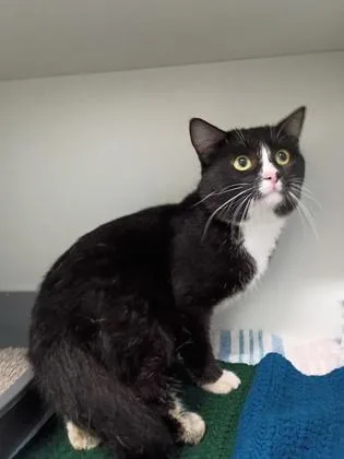 A young small-sized male Domestic Short Hair cat named Grim for adoption in Palm Coast, FL