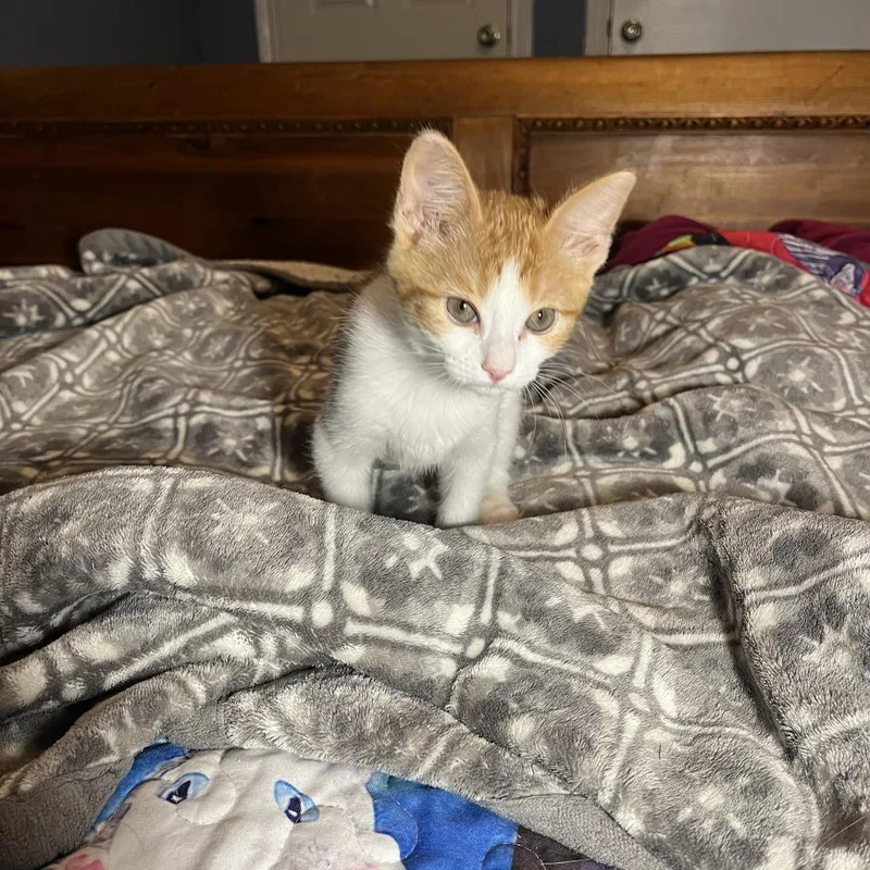 A baby medium-sized female Orange / Red Domestic Short Hair cat named Angua for adoption in Bulverde, TX