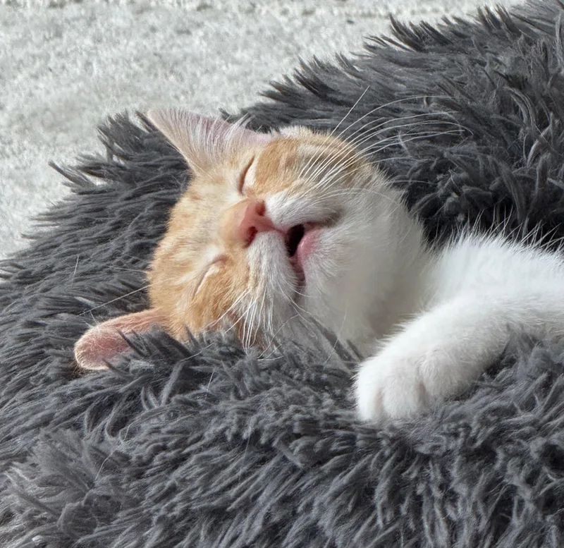 A baby medium-sized male Tabby (Orange / Red) Domestic Short Hair cat named Oriole and Finch for adoption in Fairfax, VA