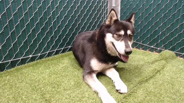 An adult medium-sized female Siberian Husky dog named Concha for adoption in Downey, CA