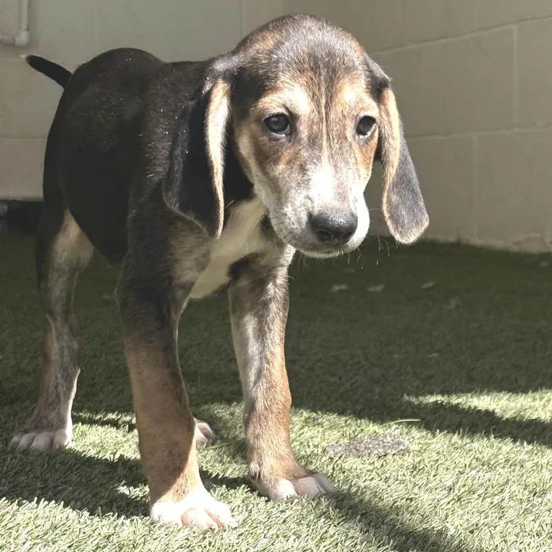 A baby medium-sized female Brown / Chocolate Coonhound dog named Hazel for adoption in LOXAHATCHEE, FL