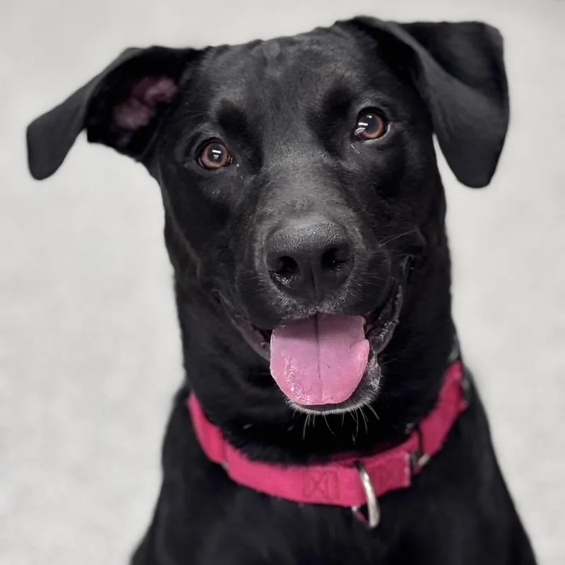 An adult large-sized male Black Mixed Breed dog named Jet for adoption in Batavia, OH