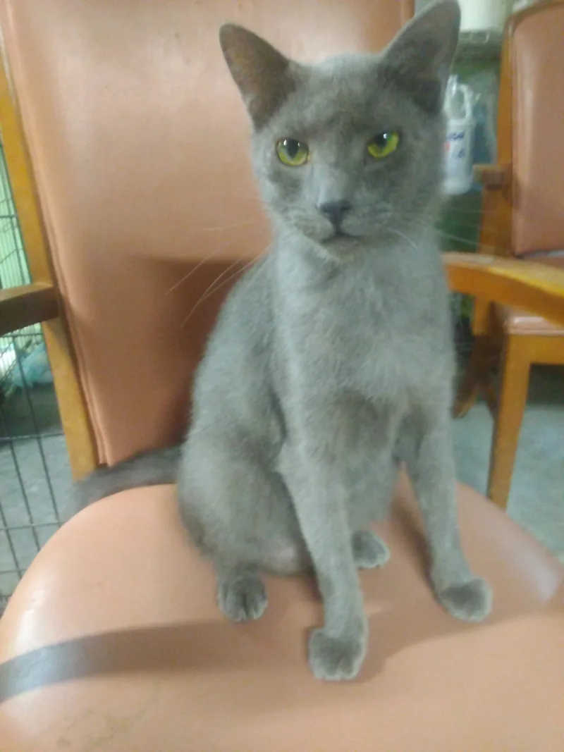 An adult large-sized male Gray / Blue / Silver American Shorthair cat named Paisley for adoption in Scotland Neck, NC