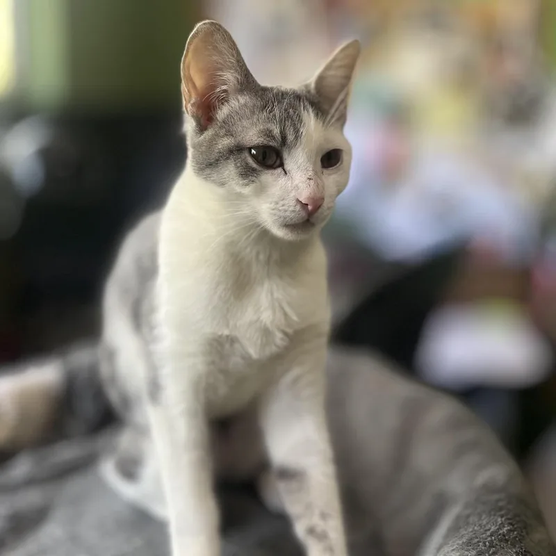 A baby small-sized female White Domestic Short Hair cat named Chloe for adoption in Los Angeles, CA