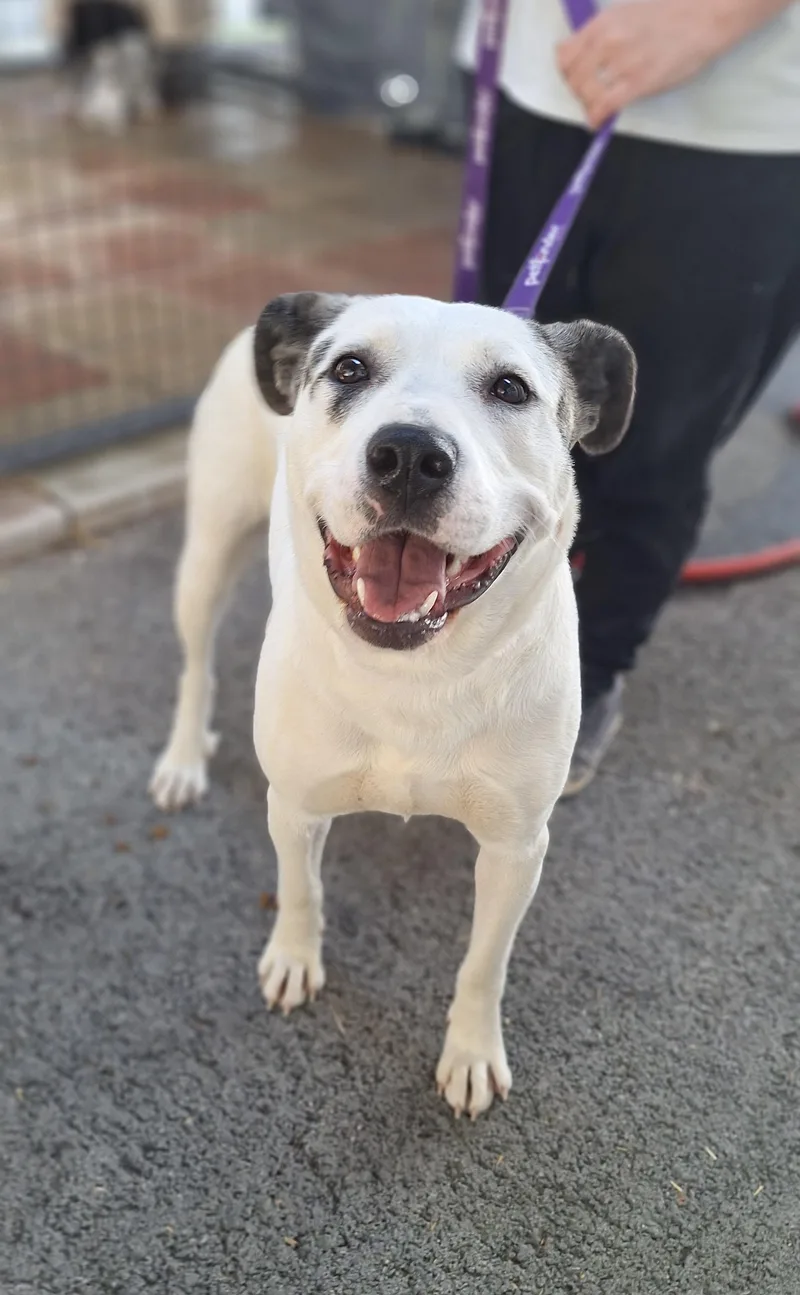 An adult large-sized female White / Cream Great Pyrenees dog named Livvi for adoption in Stanton, KY