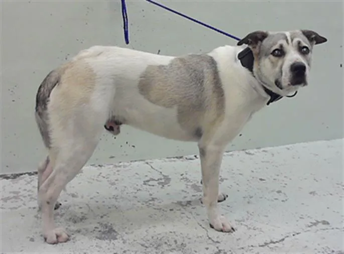 A young large-sized male Staffordshire Bull Terrier dog named Toby for adoption in Houston, TX