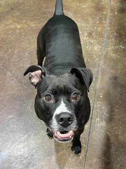An adult large-sized female Boxer dog named Ava for adoption in Cincinnati, OH