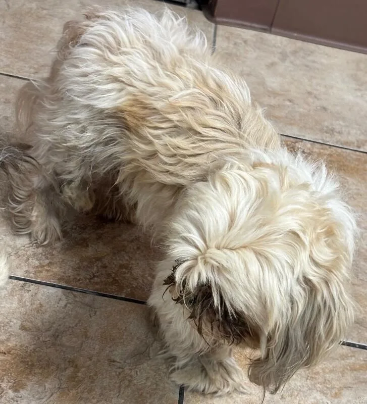 An adult small-sized male White / Cream Mixed Breed dog named Badu for adoption in Cincinnati, OH