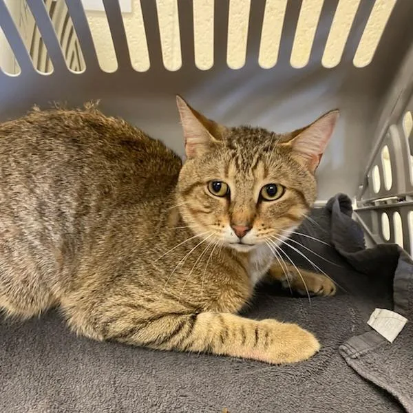 A young medium-sized male Brown / Chocolate Domestic Short Hair cat named Bobby for adoption in Memphis, TN