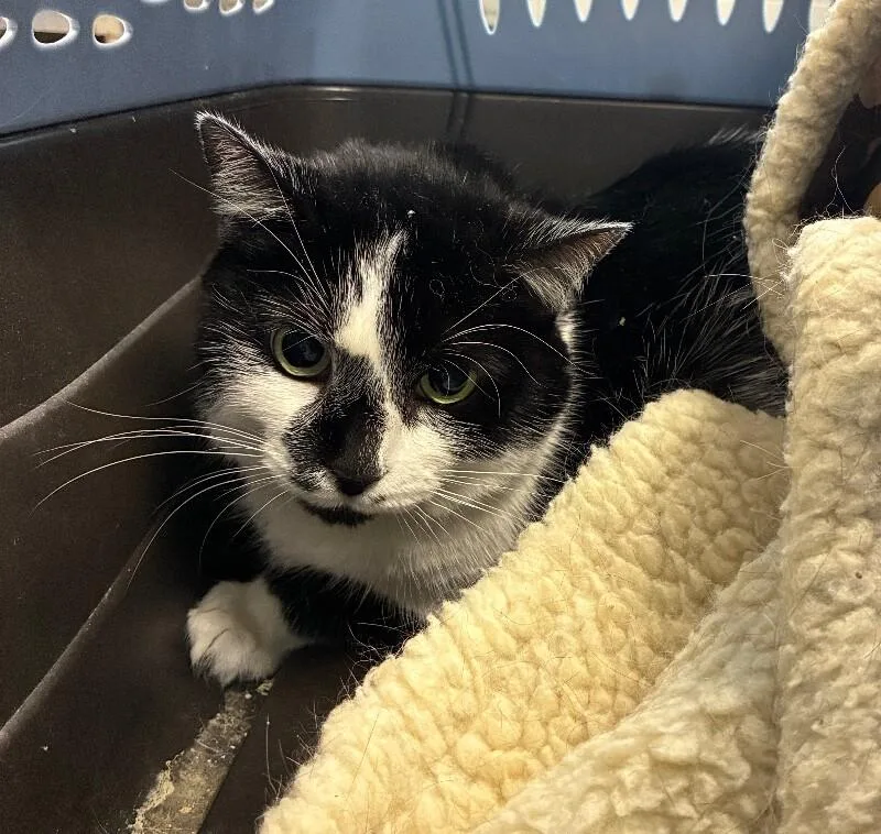 An adult large-sized female Black & White / Tuxedo Domestic Short Hair cat named Orie for adoption in Cincinnati, OH
