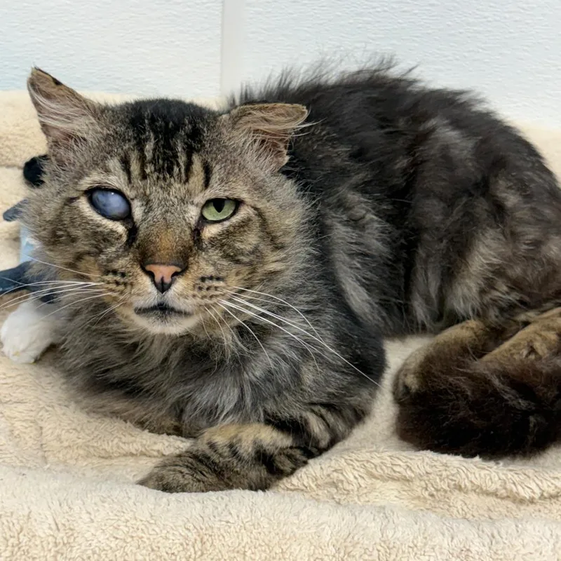 A senior large-sized male Brown / Chocolate Domestic Long Hair cat named Annubis for adoption in St. Helena, CA
