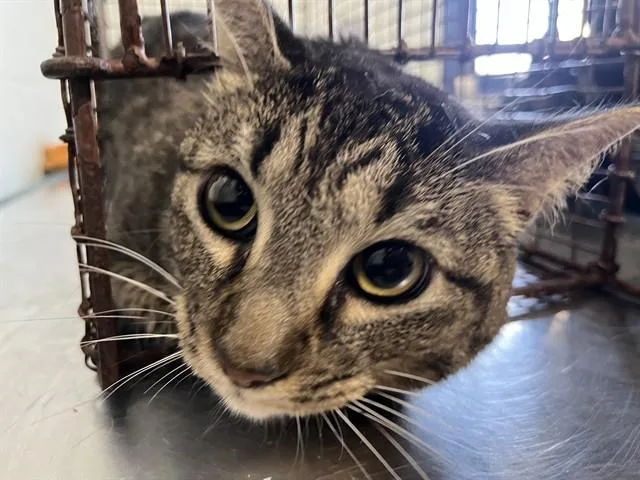 An adult medium-sized male Domestic Short Hair cat named Bueller for adoption in Corpus Christi, TX