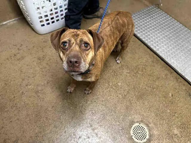 An adult medium-sized female Pit Bull Terrier dog named Avery for adoption in Bonita, CA