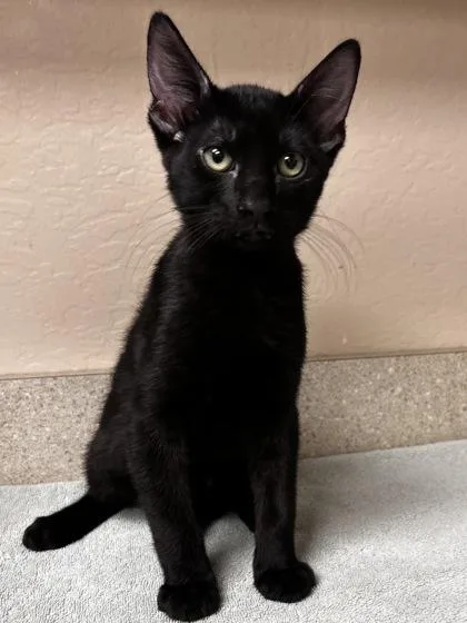 A young small-sized male Domestic Short Hair cat named Flo for adoption in Phoenix, AZ