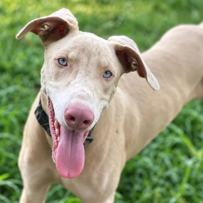 A young large-sized male White / Cream Doberman Pinscher dog named Casper for adoption in Griswold, CT