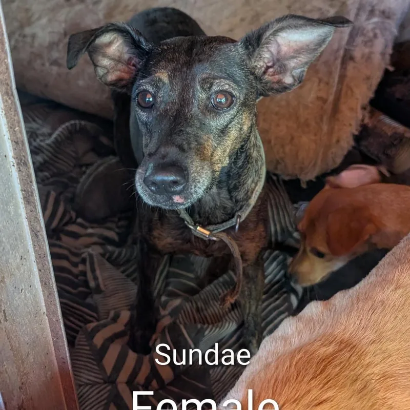 An adult small-sized female Brindle Mixed Breed dog named Sundae for adoption in West Plains, MO