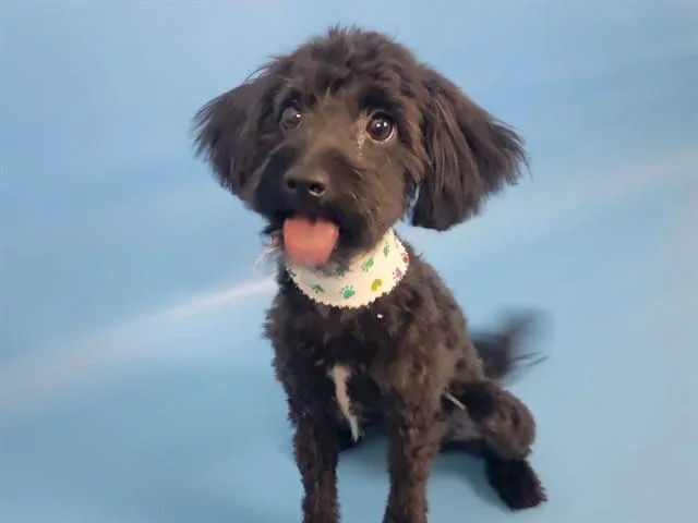A young small-sized female Havanese dog named Cara for adoption in Colorado Springs, CO