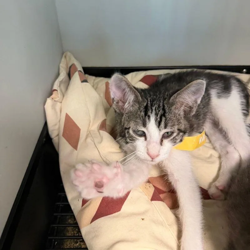A young small-sized male Tabby (Orange / Red) Domestic Short Hair cat named Queenieking for adoption in Kingman, AZ
