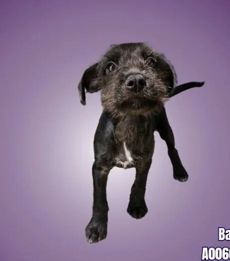 A baby medium-sized male Terrier dog named Batman for adoption in Boulder, CO