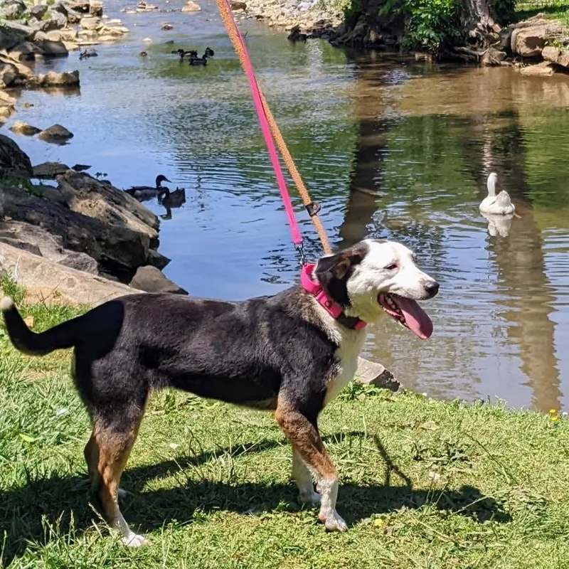 An adult medium-sized female Black Border Collie dog named Faye for adoption in Charlottesville, VA