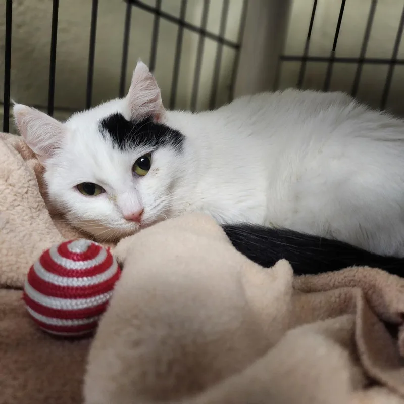 A young medium-sized female White Domestic Short Hair cat named Mistletoe for adoption in Columbus, NC