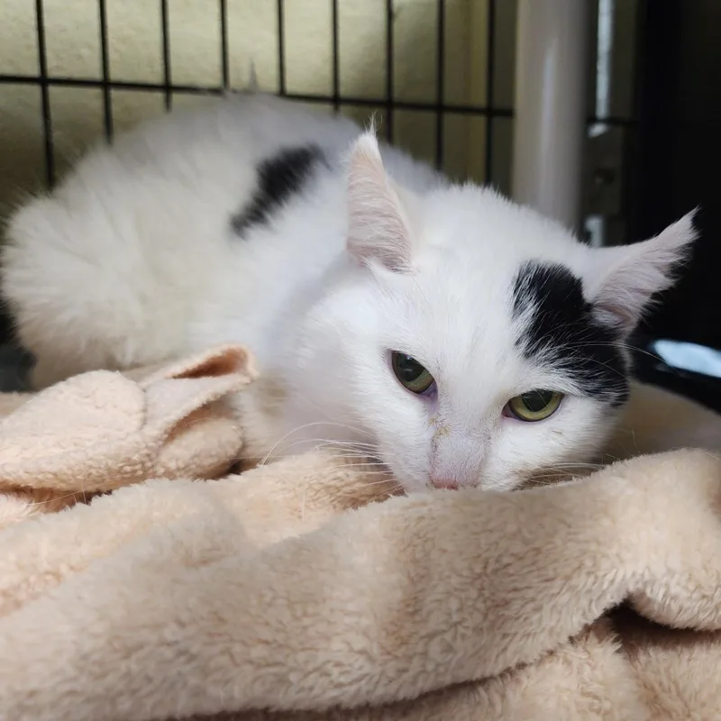 Mistletoe thumbnail 2