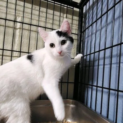 Mistletoe thumbnail 3