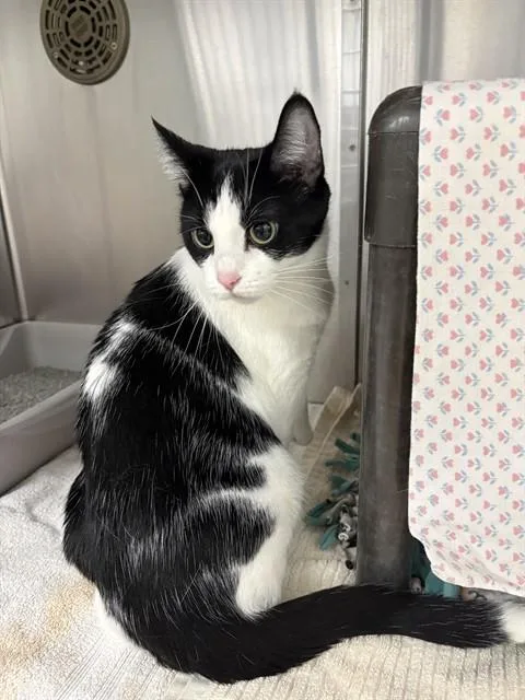 An adult medium-sized female Domestic Short Hair cat named Mercy for adoption in Minneapolis, MN
