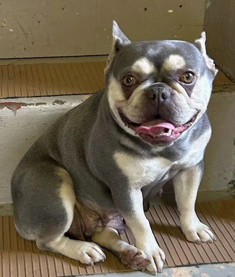 An adult small-sized female French Bulldog dog named Lily for adoption in Rossford, OH