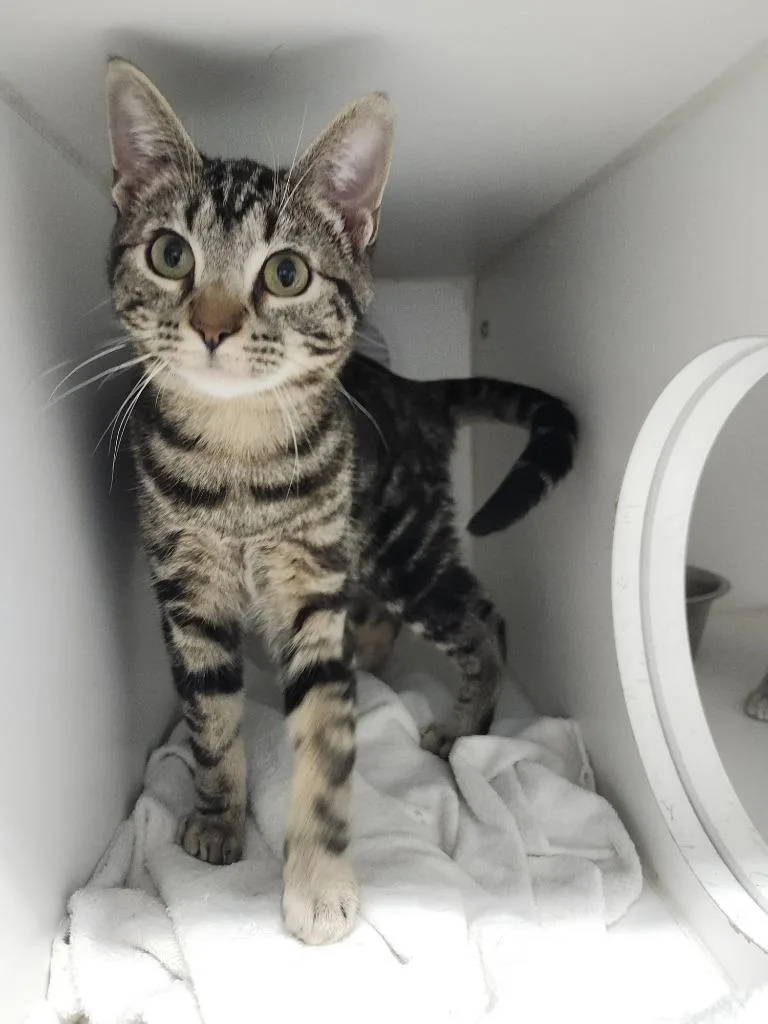 A baby small-sized male Domestic Short Hair cat named Sergio for adoption in Sapulpa, OK