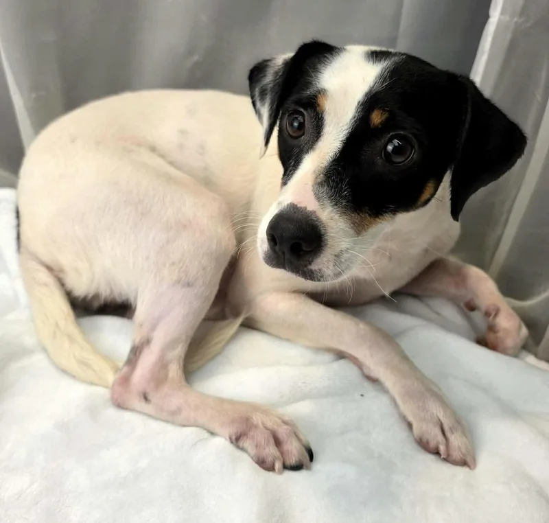 A young small-sized female Tricolor (Brown, Black, & White) Jack Russell Terrier dog named Destiny for adoption in Foley, AL