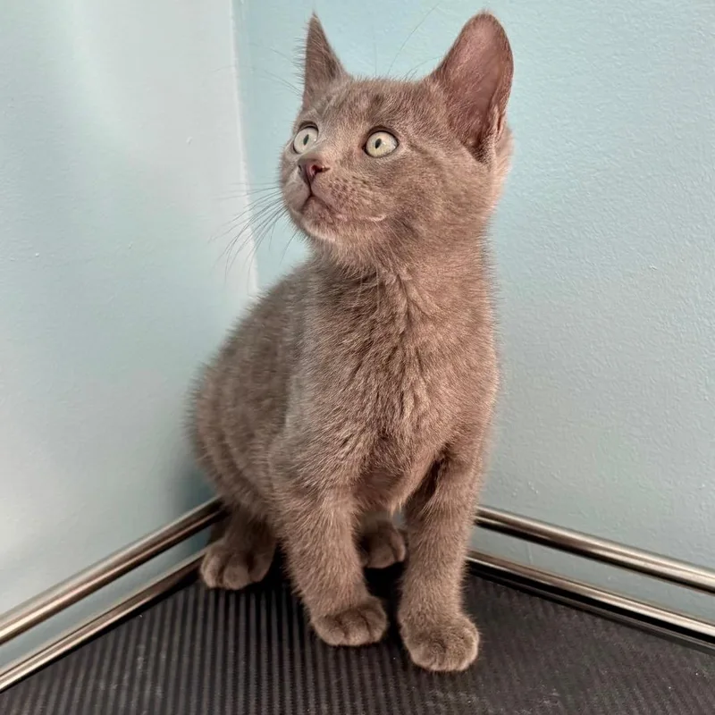 A baby small-sized male Gray / Blue / Silver Domestic Short Hair cat named Jasper for adoption in New Fairfield, CT