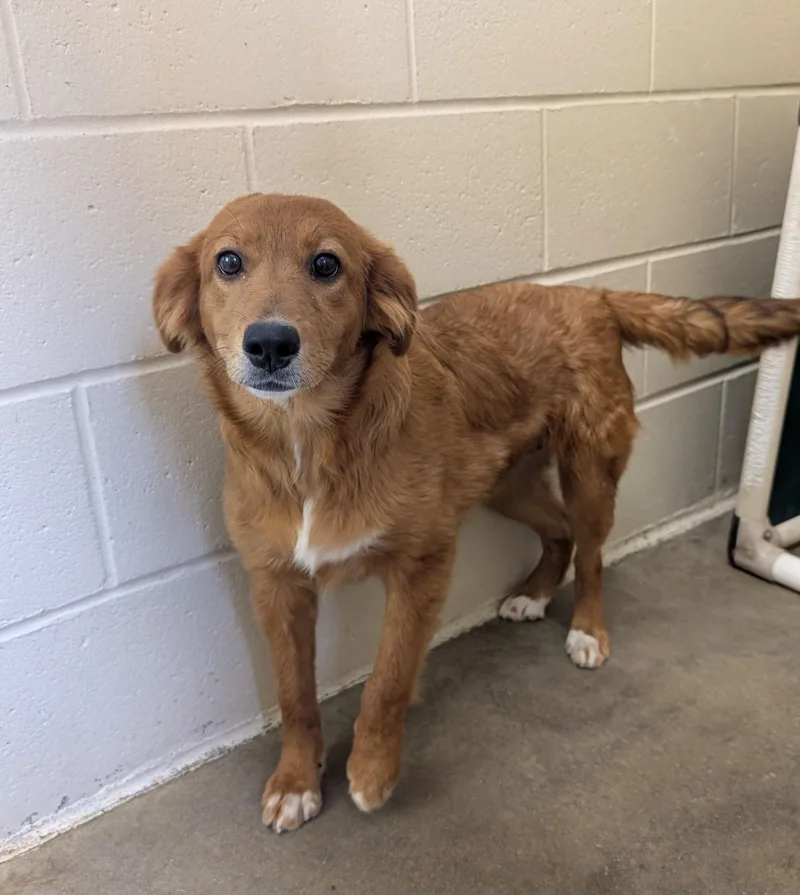 A young medium-sized female Golden Australian Shepherd dog named Buttercup for adoption in Parsons, KS
