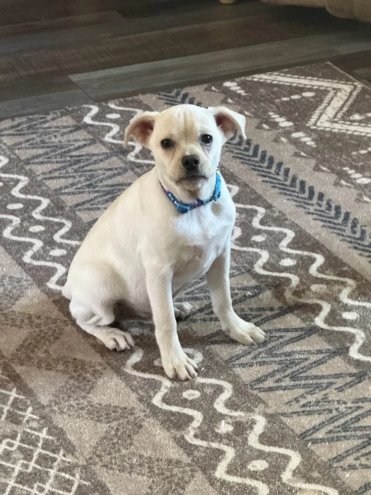 A baby small-sized male White / Cream Terrier dog named 1254(Mario) for adoption in Plymouth, MI