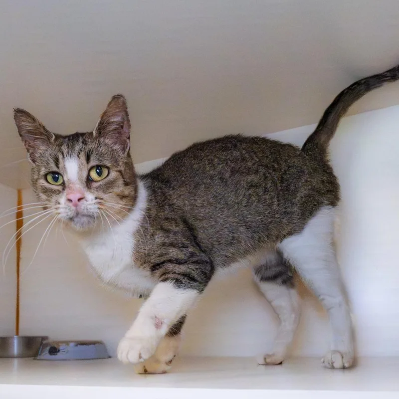 An adult medium-sized female Brown / Chocolate Domestic Short Hair cat named Clementine for adoption in South Elgin, IL