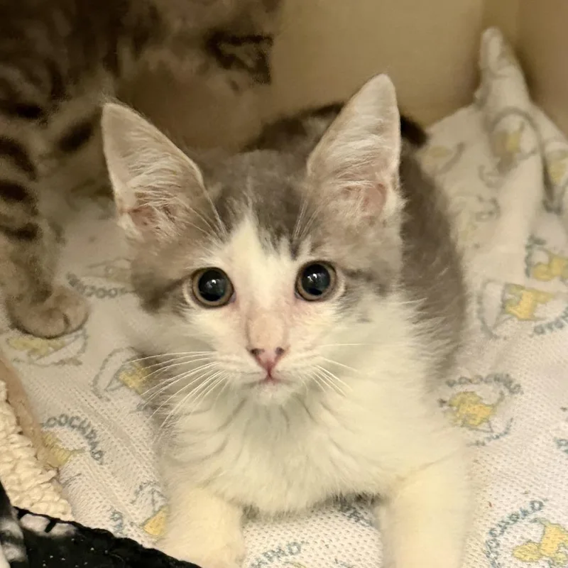 A baby small-sized male Gray / Blue / Silver Domestic Short Hair cat named Ace for adoption in Fresno, CA
