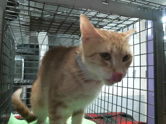 An adult medium-sized female Domestic Short Hair cat named Fran for adoption in Houston, TX