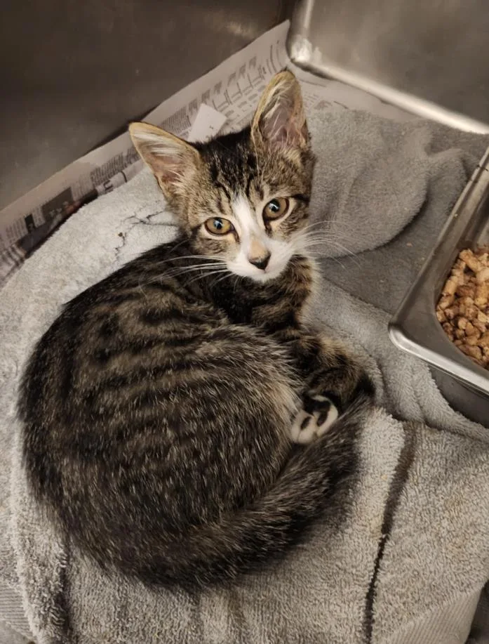 A baby small-sized male Domestic Short Hair cat named Jasper for adoption in Hagerstown, MD