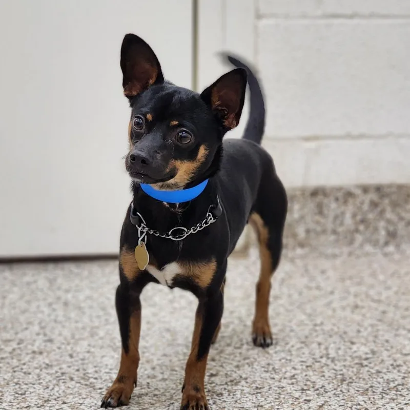 A young small-sized male Black Mixed Breed dog named Vino for adoption in Auburn, AL