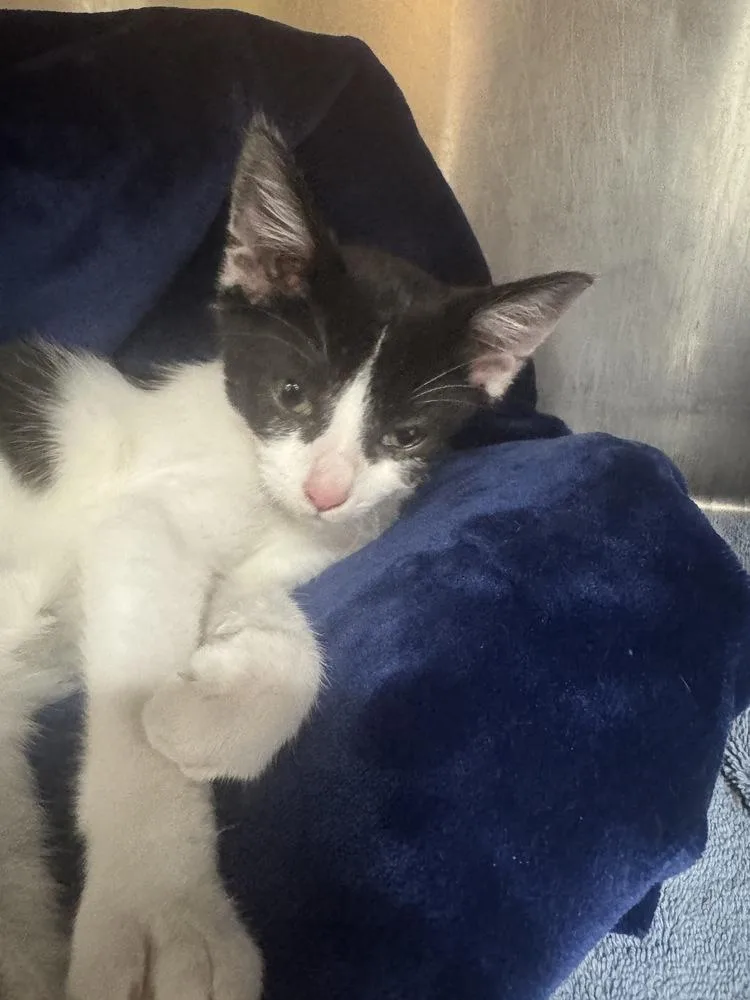 A baby small-sized male Domestic Short Hair cat named Holstein for adoption in Marietta, GA