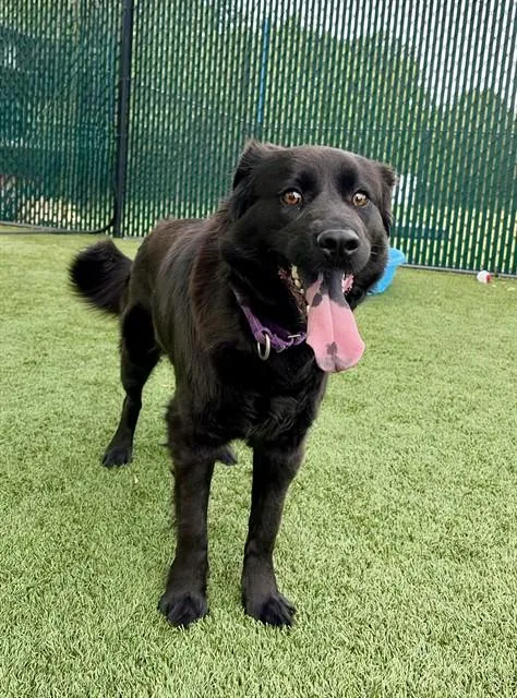 A young medium-sized female Flat-Coated Retriever dog named Katie for adoption in Statesville, NC