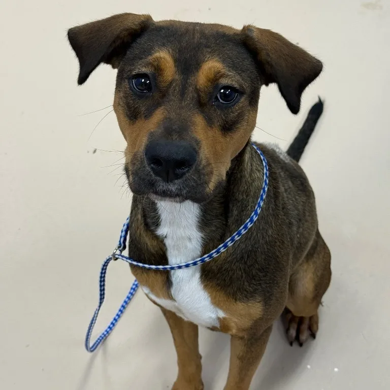 A young small-sized female Hound dog named Mambi for adoption in Pine Bluff, AR