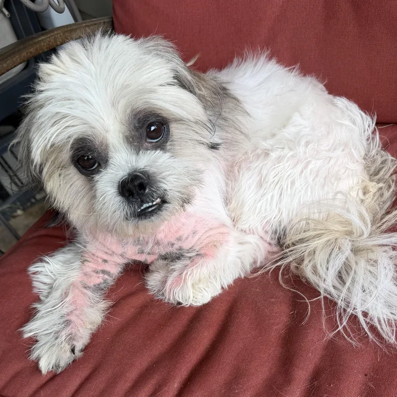 An adult small-sized male White / Cream Shih Tzu dog named Obie for adoption in Plano, TX