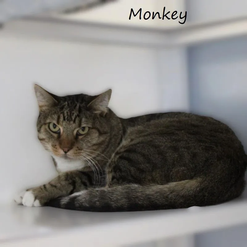 Monkey