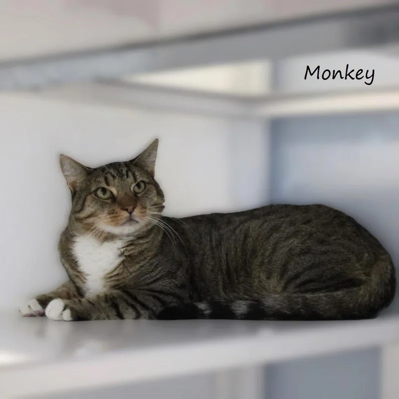 Monkey thumbnail 2